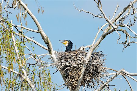 Great Cormorant (Phalacrocorax carbo) on Nest in Spring, Hesse, Germany Stock Photo - Rights-Managed, Code: 700-07368532