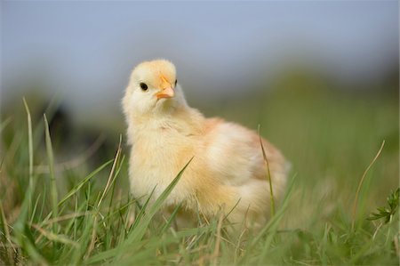 simsearch:700-07435047,k - Close-up of Chick (Gallus gallus domesticus) in Meadow in Spring, Upper Palatinate, Bavaria, Germany Stock Photo - Rights-Managed, Code: 700-07435036