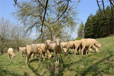 simsearch:600-06009234,k - Close-up of Herd of Sheep (Ovis aries) in Fruit Grove in Spring, Bavaria, Germany Stock Photo - Rights-Managed, Code: 700-07541193