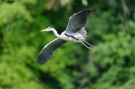 Close-up of a landing Grey Heron (Ardea cinerea) in spring, Bavaria, Germany Stock Photo - Rights-Managed, Code: 700-07584658