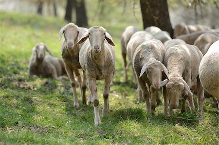 simsearch:700-06368355,k - Close-up of a herd of house-sheep (Ovis aries) grazing in a fruit tree grove in spring, Bavaria, Germany Photographie de stock - Rights-Managed, Code: 700-07584668