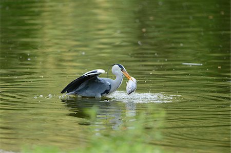 simsearch:700-08122187,k - Close-up of a Grey Heron (Ardea cinerea) catching fish in water in spring, Bavaria, Germany Stock Photo - Rights-Managed, Code: 700-07584662