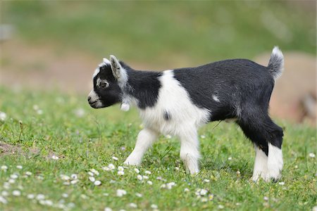 Close-up of a domestic goat (Capra aegagrus hircus) kid, on a meadow in spring, Bavaria, Germany Stock Photo - Rights-Managed, Code: 700-07584689