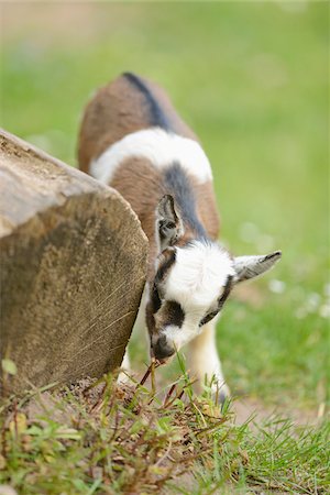 Close-up of a domestic goat (Capra aegagrus hircus) kid, grazing in meadow in spring, Bavaria, Germany Stock Photo - Rights-Managed, Code: 700-07584690