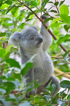 Young Koala (Phascolarctos cinereus) climbing in tree at zoo, Germany Stock Photo - Rights-Managed, Code: 700-07599785