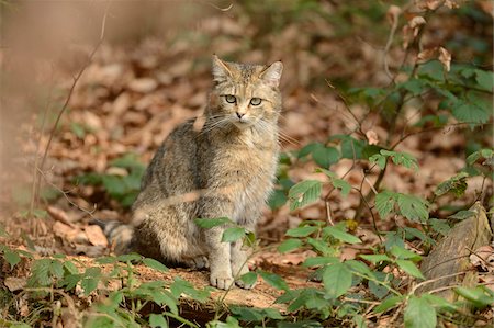 Close-up of a European wildcat (Felis silvestris silvestris) in a forest in spring, Bavarian Forest National Park, Bavaria, Germany Stock Photo - Rights-Managed, Code: 700-07599999