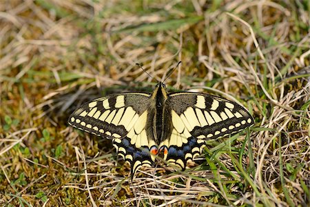 simsearch:700-08122187,k - Close-up of a Old World Swallowtail (Papilio machaon) in a meadow in spring, Bavaria, Germany Stock Photo - Rights-Managed, Code: 700-07612797