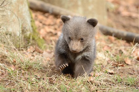 Close-up of a Eurasian brown bear (Ursus arctos arctos) cub in a forest in spring, Bavarian Forest Naitonal Park, Bavaria, Germany Stock Photo - Rights-Managed, Code: 700-07612807