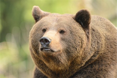 Portrait of a Eurasian brown bear (Ursus arctos arctos) in a forest in spring, Bavarian Forest National Park, Bavaria, Germany Stock Photo - Rights-Managed, Code: 700-07612808