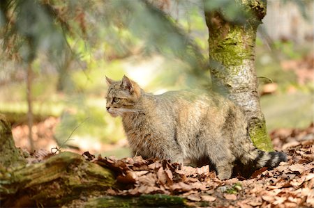Close-up of a European wildcat (Felis silvestris silvestris) in a forest in spring, Bavarian Forest National Park, Bavaria, Germany Stock Photo - Rights-Managed, Code: 700-07612809