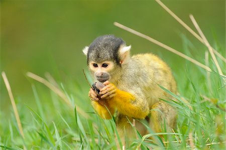 simsearch:700-08122187,k - Close-up of a common squirrel monkey (Saimiri sciureus) on a meadow in spring, Bavaria, Germany Stock Photo - Rights-Managed, Code: 700-07612803