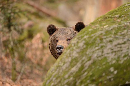 simsearch:600-07760219,k - Portrait of a Eurasian brown bear (Ursus arctos arctos) in a forest in spring, Bavarian Forest National Park, Bavaria, Germany Stock Photo - Rights-Managed, Code: 700-07612814