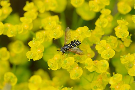 simsearch:700-08122187,k - Close-up of a marmalade hoverfly (Episyrphus balteatus) on a cypress spurge (Euphorbia cyparissias) blossom in a meadow in spring, Styria, Austria Stock Photo - Rights-Managed, Code: 700-07672026
