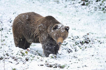 simsearch:400-05044143,k - Close-up of a European brown bear (Ursus arctos arctos) in a forest in spring snow, Bavarian Forest National Park, Bavaria, Germany Stock Photo - Rights-Managed, Code: 700-07672029