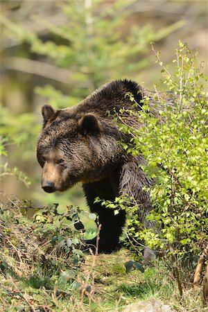 Close-up of a European brown bear (Ursus arctos arctos) in a forest in spring, Bavarian Forest National Park, Bavaria, Germany Stock Photo - Rights-Managed, Code: 700-07672021