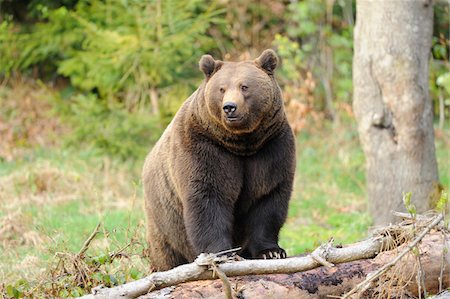 Close-up portrait of a European brown bear (Ursus arctos arctos) in a forest in spring, Bavarian Forest National Park, Bavaria, Germany Stock Photo - Rights-Managed, Code: 700-07672032