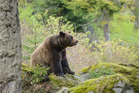 di lato - European Brown Bear (Ursus arctos arctos) in Forest in Spring, Bavarian Forest National Park, Bavaria, Germany Fotografie stock - Rights-Managed, Codice: 700-07672158