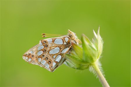 simsearch:841-06345488,k - Close-up of Lesser Marbled Fritillary (Brenthis ino) on Blossom in Meadow in Spring, Styria, Austria Photographie de stock - Rights-Managed, Code: 700-07672151