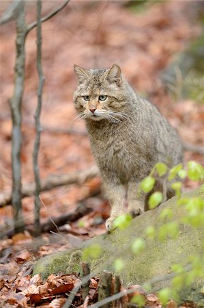 Portrait of European Wildcat (Felis silvestris silvestris) in Forest in Spring, Bavarian Forest National Park, Bavaria, Germany Stock Photo - Rights-Managed, Code: 700-07672186