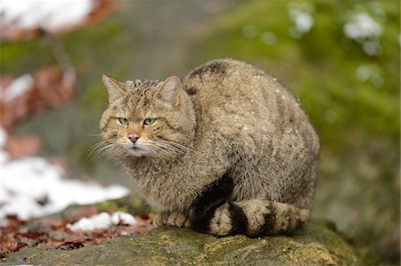 Portrait of European Wildcat (Felis silvestris silvestris) in Forest in Spring, Bavarian Forest National Park, Bavaria, Germany Stock Photo - Rights-Managed, Code: 700-07672187