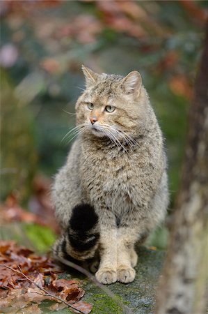 Portrait of European Wildcat (Felis silvestris silvestris) in Forest in Spring, Bavarian Forest National Park, Bavaria, Germany Stock Photo - Rights-Managed, Code: 700-07672188