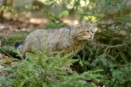 Portrait of European Wildcat (Felis silvestris silvestris) in Forest in Spring, Bavarian Forest National Park, Bavaria, Germany Stock Photo - Rights-Managed, Code: 700-07672195