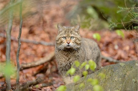 Portrait of European Wildcat (Felis silvestris silvestris) in Forest in Spring, Bavarian Forest National Park, Bavaria, Germany Stock Photo - Rights-Managed, Code: 700-07672190