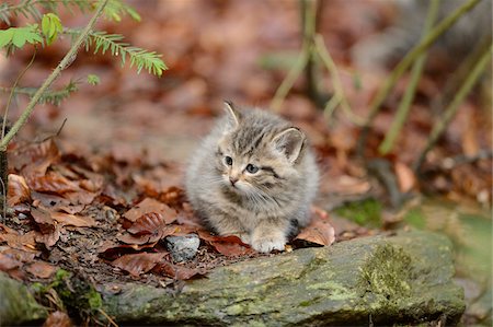 Portrait of European Wildcat (Felis silvestris silvestris) Kitten in Forest in Spring, Bavarian Forest National Park, Bavaria, Germany Stock Photo - Rights-Managed, Code: 700-07672191