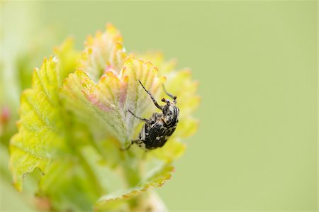 simsearch:841-06345488,k - Close-up of Beetle (Trichius fasciatus) on Bud of Grapevine in Spring, Styria, Austria Photographie de stock - Rights-Managed, Code: 700-07672204