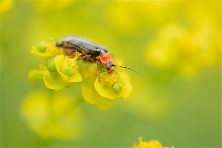 simsearch:841-06345488,k - Close-up of Soldier beetle (Cantharis fusca) on Cypress Spurge (Euphorbia cyparissias) Blossoms in Meadow in Spring, Styria, Austria Photographie de stock - Rights-Managed, Code: 700-07672205