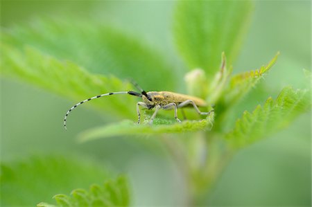 simsearch:841-06345488,k - Close-up of Flat-faced Longhorn Beetle (Saperda populnea) on Leaf in Spring, Styria, Austria Photographie de stock - Rights-Managed, Code: 700-07672206
