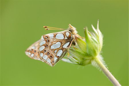 simsearch:841-06345488,k - Close-up of Lesser Marbled Fritillary (Brenthis ino) on Blossom in Meadow in Spring, Styria, Austria Photographie de stock - Rights-Managed, Code: 700-07672207
