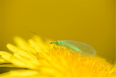 simsearch:841-06345488,k - Close-up of Green Lacewing (Chrysopidae) on Common Dandelion (Taraxacum officinale) Blossom in Meadow in Spring, Bavaria, Germany Photographie de stock - Rights-Managed, Code: 700-07672209