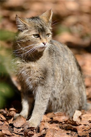 Portrait of European Wildcat (Felis silvestris silvestris) in Forest in Spring, Bavarian Forest National Park, Bavaria, Germany Stock Photo - Rights-Managed, Code: 700-07672201