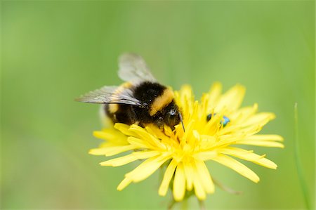 simsearch:700-00477662,k - Close-up of Buff-tailed Bumblebee (Bombus terrestris) on Common Dandelion (Taraxacum officinale) Blossom in Meadow in Spring, Styria, Austria Stock Photo - Rights-Managed, Code: 700-07672202
