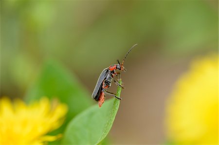simsearch:841-06345488,k - Close-up of Soldier Beetle (Cantharis fusca) on Grass Stalk in Meadow, Styria, Austria Photographie de stock - Rights-Managed, Code: 700-07672203