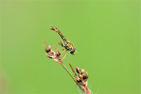 simsearch:841-06345488,k - Close-up of Marmalade Hoverfly (Episyrphus balteatus) on Grass Stalk in Meadow in Spring, Styria, Austria Photographie de stock - Rights-Managed, Code: 700-07672210
