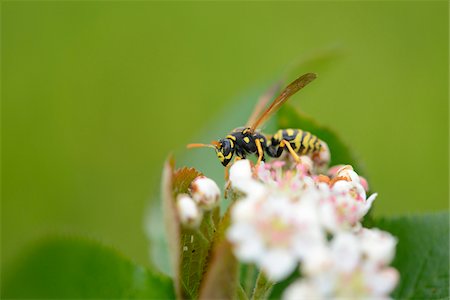 simsearch:841-06345488,k - Close-up of Common Wasp (Vespula vulgaris) on Blossom in Spring, Styria, Austria Photographie de stock - Rights-Managed, Code: 700-07672212
