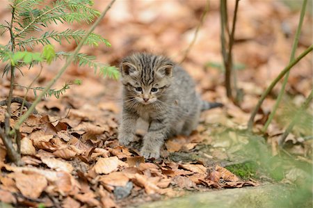 European Wildcat (Felis silvestris silvestris) Kitten in Forest in Spring, Bavarian Forest National Park, Bavaria, Germany Stock Photo - Rights-Managed, Code: 700-07672235