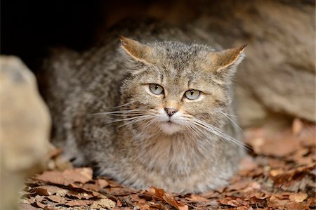 Close-up of European Wildcat (Felis silvestris silvestris) in Forest in Spring, Bavarian Forest National Park, Bavaria, Germany Stock Photo - Rights-Managed, Code: 700-07672236