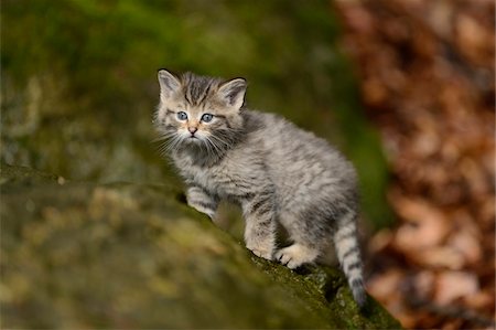 Portrait of European Wildcat (Felis silvestris silvestris) Kitten in Forest in Spring, Bavarian Forest National Park, Bavaria, Germany Stock Photo - Rights-Managed, Code: 700-07672238