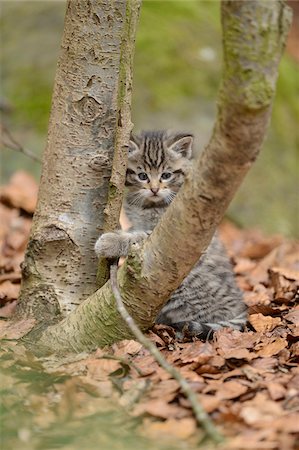 Close-up of European Wildcat (Felis silvestris silvestris) Kitten in Forest in Spring, Bavarian Forest National Park, Bavaria, Germany Stock Photo - Rights-Managed, Code: 700-07672231