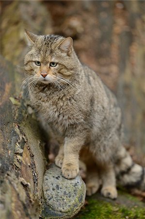 Portrait of European Wildcat (Felis silvestris silvestris) in Forest in Spring, Bavarian Forest National Park, Bavaria, Germany Stock Photo - Rights-Managed, Code: 700-07672232