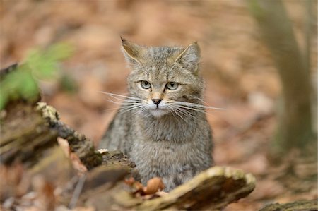 Close-up of European Wildcat (Felis silvestris silvestris) in Forest in Spring, Bavarian Forest National Park, Bavaria, Germany Stock Photo - Rights-Managed, Code: 700-07672233