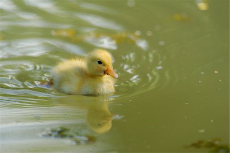 Close-up of a Long Island duck (Anas platyrhynchos domestica or Anas peking) chick in spring, Bavaria, Germany Foto de stock - Con derechos protegidos, Código: 700-07672254