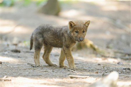 Close-up of a gray wolf (Canis lupus) pup in a forest in spring, Bavaria, Germany Stock Photo - Rights-Managed, Code: 700-07672319