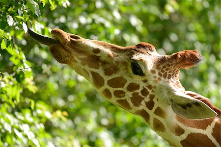 Close-up portrait of a reticulated giraffe (Giraffa camelopardalis reticulata) in spring, Bavaria, Germany Stock Photo - Rights-Managed, Code: 700-07672321