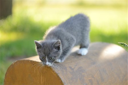 simsearch:700-06512681,k - Close-up of a domestic cat (Felis silvestris catus) kitten in spring, Bavaria, Germany Stock Photo - Rights-Managed, Code: 700-07672322