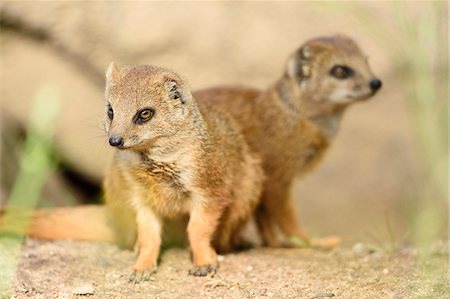 Young Yellow Mongoose (Cynictis penicillata) Outdoors, Germany Stock Photo - Rights-Managed, Code: 700-07691582