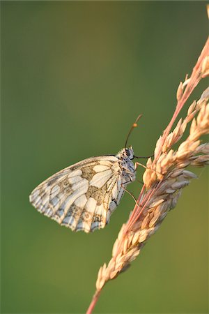 simsearch:841-06345488,k - Close-up of Marbled White Butterfly (Melanargia galathea) on Grass Stalk in Meadow in Early Summer, Bavaria, Germany Photographie de stock - Rights-Managed, Code: 700-07707667